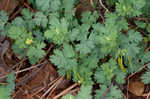 Yellow fumewort